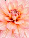 Pink dahlia flower macro photo. Photo in color, flower petals close-up with water drops after rain. Selective focus. Royalty Free Stock Photo