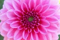 Pink dahlia flower with selective focus on the foreground Royalty Free Stock Photo
