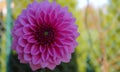 Pink dahlia flower with selective focus on the foreground Royalty Free Stock Photo