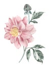 Pink Dahlia Flower. Vintage watercolor illustration. Decor for cards, invitations, poster, wallpaper.