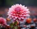 pink dahlia flower with water droplets on the petals Royalty Free Stock Photo