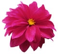 Pink  dahlia. Flower on a white  isolated background with clipping path.  For design.  Closeup. Royalty Free Stock Photo