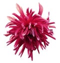 Pink dahlia flower on white isolated background with clipping path no shadows. Closeup. Royalty Free Stock Photo