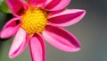 Pink dahlia flower with yellow stamens macro photography. Pink daisy close-up in high resolution with copy space for banner. Youth Royalty Free Stock Photo