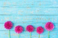 Pink Dahlia Flowers Royalty Free Stock Photo