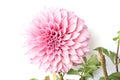 Pink Dahlia Flowers blooming with green leave isolated on white background Royalty Free Stock Photo