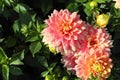 Pink dahlia flowers close-up Royalty Free Stock Photo