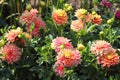 Pink dahlia flowers close-up Royalty Free Stock Photo