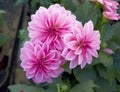 Pink Dahlia flowers close-up Royalty Free Stock Photo