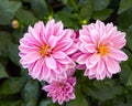 Pink dahlia flowers closeup Royalty Free Stock Photo