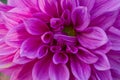 Pink Dahlia Flowers Closeup Royalty Free Stock Photo