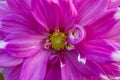 Pink Dahlia Flowers Closeup Royalty Free Stock Photo