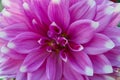 Pink Dahlia Flowers Closeup Royalty Free Stock Photo