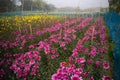 Pink Dahlia flowers , Dahlia pinnata bushy,tuberous,herbaceous perennial plants being harvested Royalty Free Stock Photo