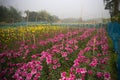 Pink Dahlia flowers , Dahlia pinnata bushy,tuberous,herbaceous perennial plants being harvested in floricultural field at Khirai, Royalty Free Stock Photo