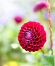 Pink dahlia flowers Royalty Free Stock Photo