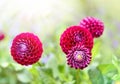 Pink dahlia flowers Royalty Free Stock Photo