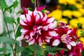 Pink Dahlia flowers