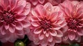 Pink Dahlia flowers with water drops background. Closeup of delicate blossom with glistening droplets. Generative AI Royalty Free Stock Photo