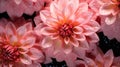 Pink Dahlia flowers with water drops background. Closeup of delicate blossom with glistening droplets. Generative AI Royalty Free Stock Photo