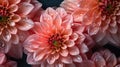 Pink Dahlia flowers with water drops background. Closeup of delicate blossom with glistening droplets. Generative AI Royalty Free Stock Photo