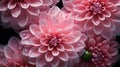 Pink Dahlia flowers with water drops background. Closeup of delicate blossom with glistening droplets. Generative AI Royalty Free Stock Photo