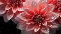 Pink Dahlia flowers with water drops background. Closeup of delicate blossom with glistening droplets. Generative AI Royalty Free Stock Photo