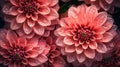 Pink Dahlia flowers with water drops background. Closeup of delicate blossom with glistening droplets. Generative AI Royalty Free Stock Photo