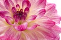 Pink dahlia (georgina) isolated Royalty Free Stock Photo