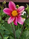 Pink dahlia with green leaves on the brown background Royalty Free Stock Photo