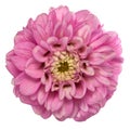 Pink dahlia isolated Royalty Free Stock Photo