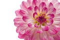 Pink dahlia isolated over white Royalty Free Stock Photo