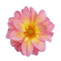 Pink dahlia isolated on white background Royalty Free Stock Photo