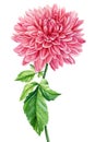 Pink dahlia isolated white background, watercolor botanical painting, delicate flower Royalty Free Stock Photo