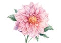 Pink dahlia isolated white background, watercolor botanical painting, delicate flowers Royalty Free Stock Photo