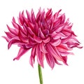 Pink dahlia isolated white background, watercolor botanical painting illustration Royalty Free Stock Photo