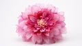 Pink Dahlia: Multi-layered Mote Kei Floral Accent In Monochromatic Scheme