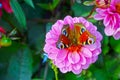 Pink Dahlia pinnata with nature light close up and beauty colorful butterfly