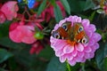 Pink Dahlia pinnata with nature light close up and beauty colorful butterfly photo