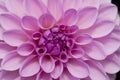 Pink Dahlia Pompom flower Royalty Free Stock Photo