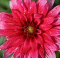 Pink dahlia after rain