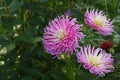 Pink Dahlia Star\'s Favourite in the garden