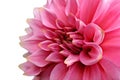 Pink dahlia on white background Royalty Free Stock Photo