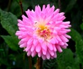 Pink Dahlia White background Royalty Free Stock Photo