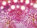 Pink dahlias flowers on blurred pink background. Bright floral composition.