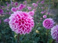 Pink Dahlias in Full Bloom