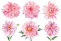 Pink dahlias isolated white background, watercolor botanical painting, delicate flowers Royalty Free Stock Photo