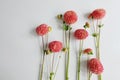 Pink dahlias in a row