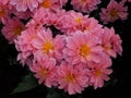 Pink Dahlias With Yellow Centres