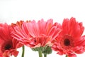 Pink daisies Royalty Free Stock Photo